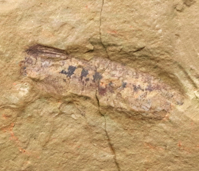 まさに魅力的！カンブリア紀の奇々怪々な生物の一つ、チェンジャン生物群、レアンコイリア・イレセブロサ（Leanchoilia illecebrosa）の上質化石（その5）