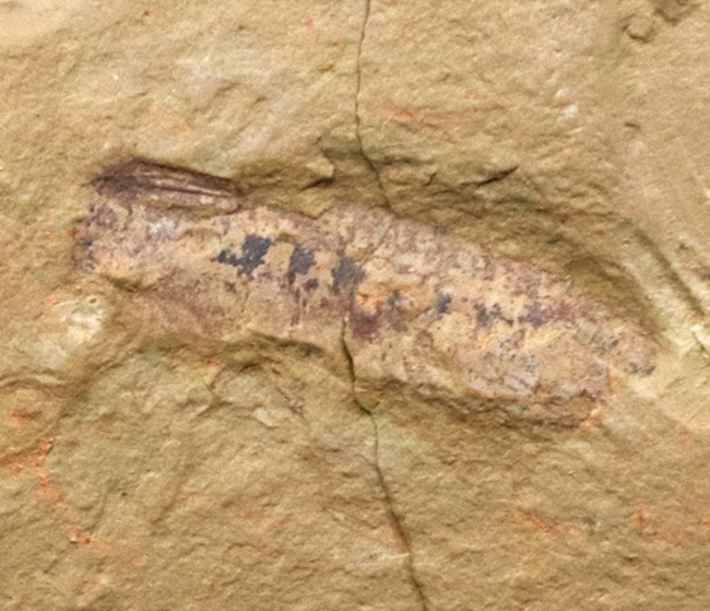 まさに魅力的!カンブリア紀の奇々怪々な生物の一つ、チェンジャン生物群、レアンコイリア・イレセブロサ(Leanchoilia illecebrosa)の上質化石(その5)
