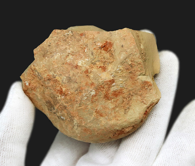 まさに魅力的!カンブリア紀の奇々怪々な生物の一つ、チェンジャン生物群、レアンコイリア・イレセブロサ(Leanchoilia illecebrosa)の上質化石(その6)