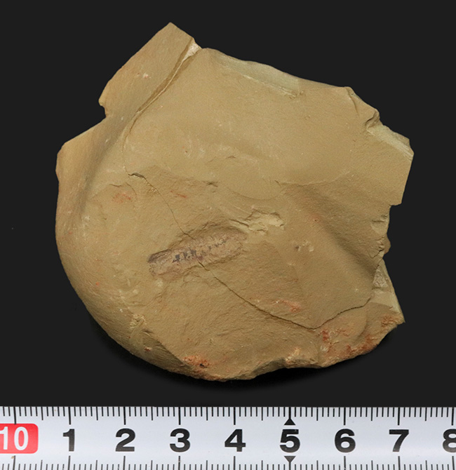 まさに魅力的！カンブリア紀の奇々怪々な生物の一つ、チェンジャン生物群、レアンコイリア・イレセブロサ（Leanchoilia illecebrosa）の上質化石（その7）