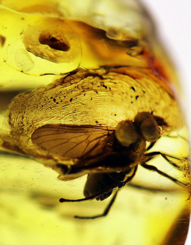 オドリバエ科の虫を内包したバルト海産虫入り琥珀(Amber)(その1)