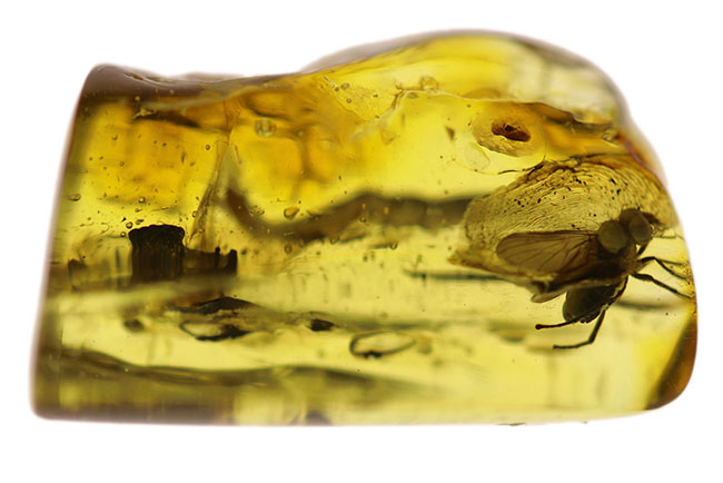 オドリバエ科の虫を内包したバルト海産虫入り琥珀(Amber)(その2)