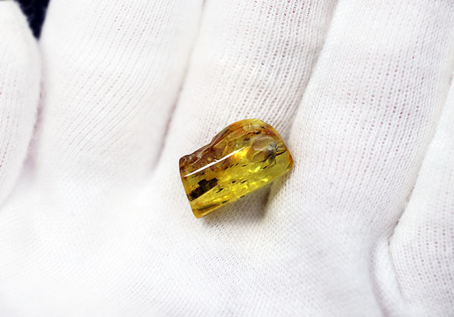 オドリバエ科の虫を内包したバルト海産虫入り琥珀（Amber）（その3）