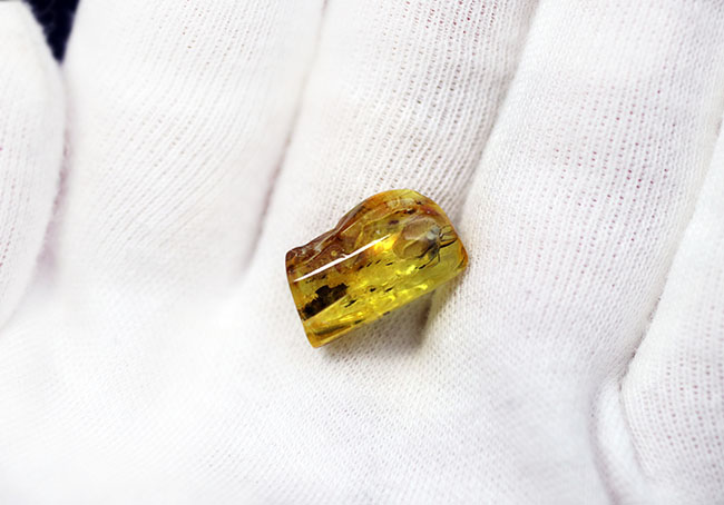 オドリバエ科の虫を内包したバルト海産虫入り琥珀(Amber)(その3)