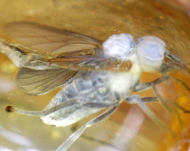 オドリバエ科の虫を内包したバルト海産虫入り琥珀(Amber)(その4)
