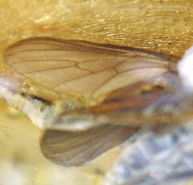 オドリバエ科の虫を内包したバルト海産虫入り琥珀（Amber）（その5）