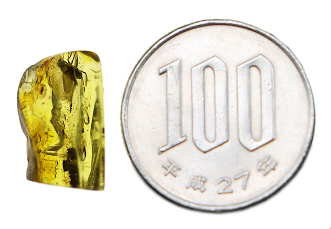 オドリバエ科の虫を内包したバルト海産虫入り琥珀(Amber)(その6)