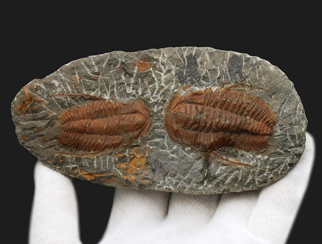 紀元前3-後6世紀ハマ=コアケ文化 遺跡破片 紀元前3-後6世紀ハマ=コアケ文化 遺跡破片