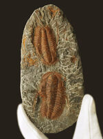 お客様の声　写真