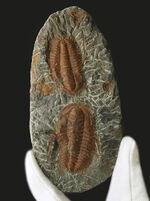希少、ダブル！カンブリア紀の原始的な特徴を持つ三葉虫、ハマトレヌス・ヴィンセンティの２個体標本（Hamatolenus vincenti）