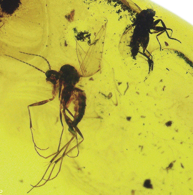 鳥肌モノの保存状態!虫が複数包まれた、透明度の高いバルト海産の琥珀ペンダントトップ(シルバーチェーン&高級ジュエリーケース付き)(その1)
