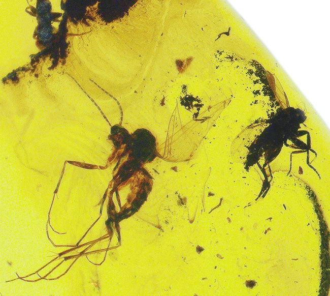 鳥肌モノの保存状態!虫が複数包まれた、透明度の高いバルト海産の琥珀ペンダントトップ(シルバーチェーン&高級ジュエリーケース付き)(その5)