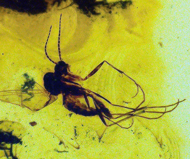 鳥肌モノの保存状態!虫が複数包まれた、透明度の高いバルト海産の琥珀ペンダントトップ(シルバーチェーン&高級ジュエリーケース付き)(その6)