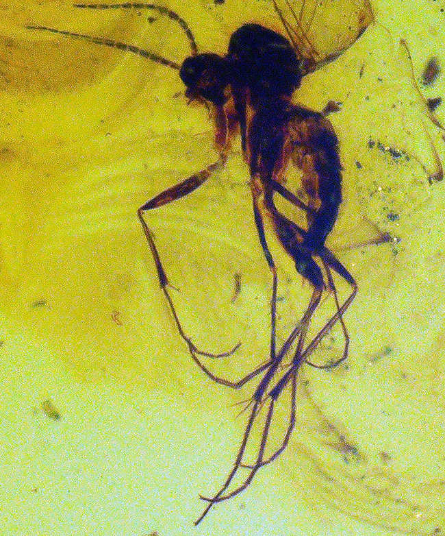 鳥肌モノの保存状態!虫が複数包まれた、透明度の高いバルト海産の琥珀ペンダントトップ(シルバーチェーン&高級ジュエリーケース付き)(その7)