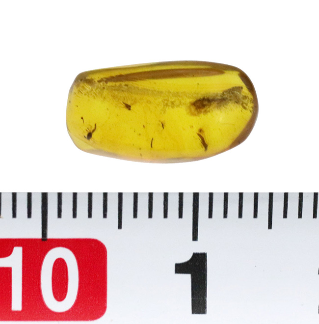 透明度が高く、虫を見つけやすい！恐竜時代の琥珀として名高い