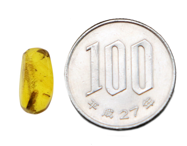 透明度が高く、虫を見つけやすい！恐竜時代の琥珀として名高い