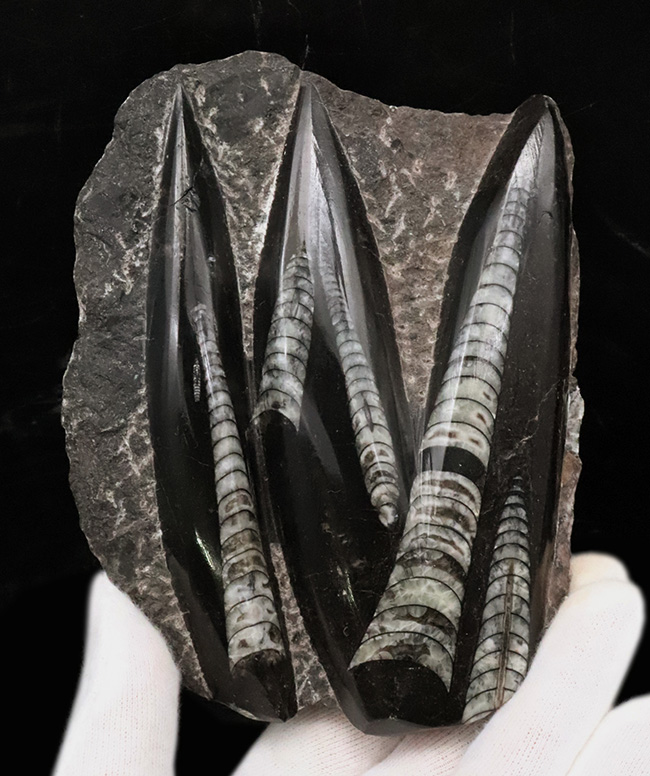 美しい光沢、インテリアとしてのおすすめ!古生代デボン紀の頭足類、オルソセラス(Orthoceras)の群集標本(その1)