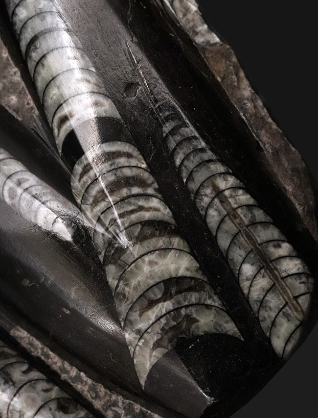 美しい光沢、インテリアとしてのおすすめ!古生代デボン紀の頭足類、オルソセラス(Orthoceras)の群集標本(その2)