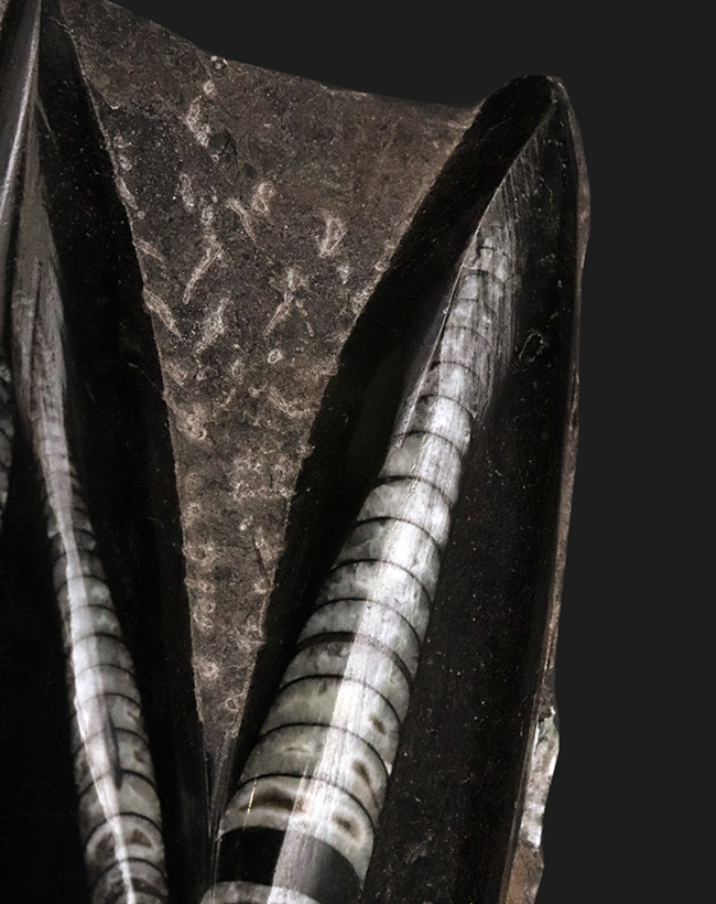 美しい光沢、インテリアとしてのおすすめ!古生代デボン紀の頭足類、オルソセラス(Orthoceras)の群集標本(その3)