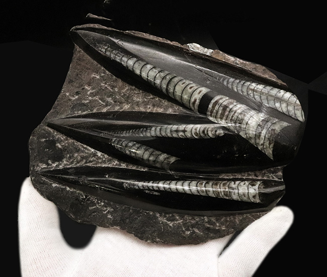 美しい光沢、インテリアとしてのおすすめ!古生代デボン紀の頭足類、オルソセラス(Orthoceras)の群集標本(その4)