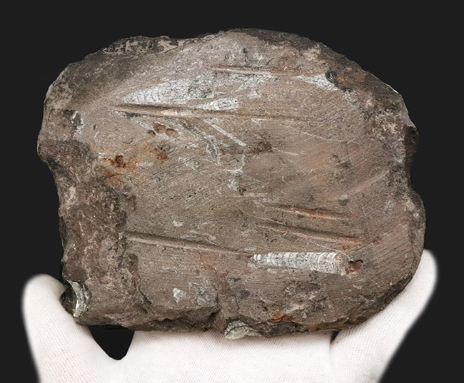 美しい光沢、インテリアとしてのおすすめ!古生代デボン紀の頭足類、オルソセラス(Orthoceras)の群集標本(その6)