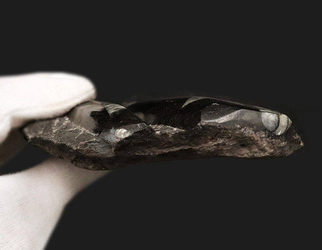 美しい光沢、インテリアとしてのおすすめ!古生代デボン紀の頭足類、オルソセラス(Orthoceras)の群集標本(その7)