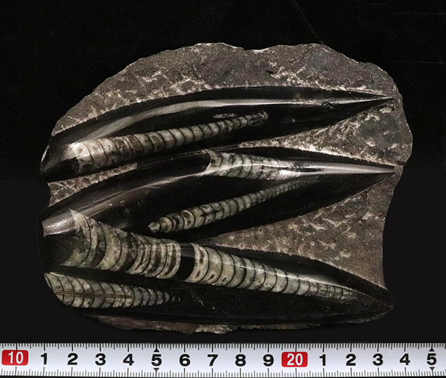 美しい光沢、インテリアとしてのおすすめ!古生代デボン紀の頭足類、オルソセラス(Orthoceras)の群集標本(その8)