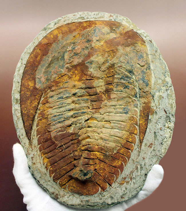 古生代カンブリア紀の大型の三葉虫、アンダルシアナ（Andalsiana sp.）（その1）