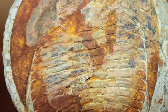 古生代カンブリア紀の大型の三葉虫、アンダルシアナ(Andalsiana sp.)(その3)