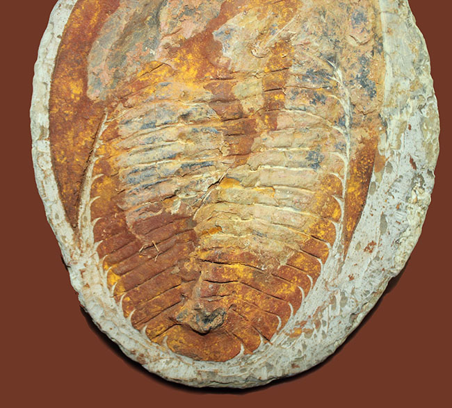 古生代カンブリア紀の大型の三葉虫、アンダルシアナ(Andalsiana sp.)(その4)