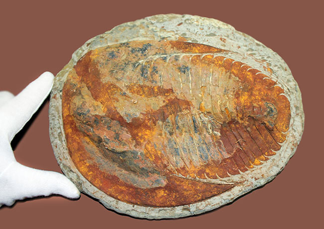 古生代カンブリア紀の大型の三葉虫、アンダルシアナ(Andalsiana sp.)(その5)