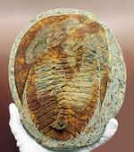 古生代カンブリア紀の大型の三葉虫、アンダルシアナ（Andalsiana sp.）