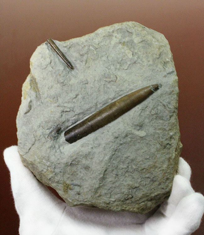 ７０センチもあるベレムナイトだった可能性あり！？ジュラ紀前期のベレムナイト（Belemnite）のマルチプレート（その1）