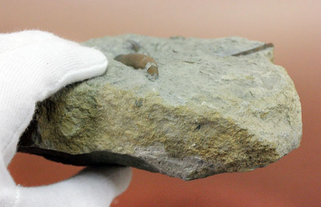 70センチもあるベレムナイトだった可能性あり!?ジュラ紀前期のベレムナイト(Belemnite)のマルチプレート(その10)