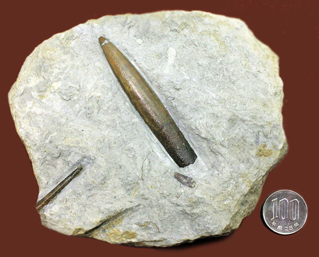 70センチもあるベレムナイトだった可能性あり!?ジュラ紀前期のベレムナイト(Belemnite)のマルチプレート(その11)