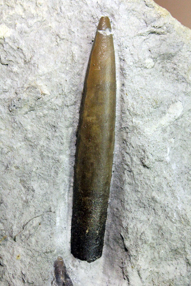 70センチもあるベレムナイトだった可能性あり!?ジュラ紀前期のベレムナイト(Belemnite)のマルチプレート(その2)