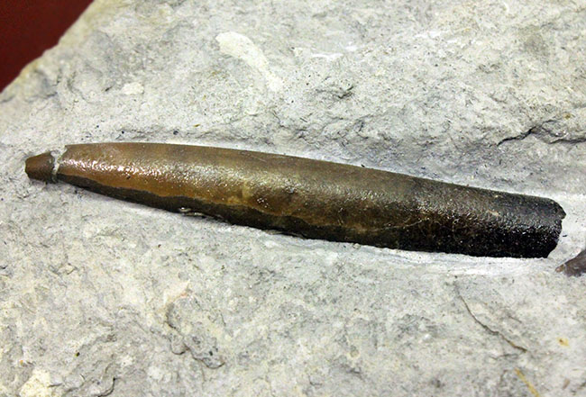 70センチもあるベレムナイトだった可能性あり!?ジュラ紀前期のベレムナイト(Belemnite)のマルチプレート(その4)