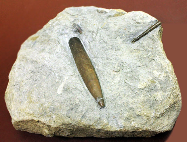 70センチもあるベレムナイトだった可能性あり!?ジュラ紀前期のベレムナイト(Belemnite)のマルチプレート(その5)