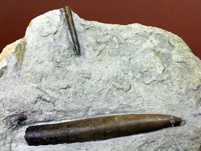 70センチもあるベレムナイトだった可能性あり!?ジュラ紀前期のベレムナイト(Belemnite)のマルチプレート(その6)