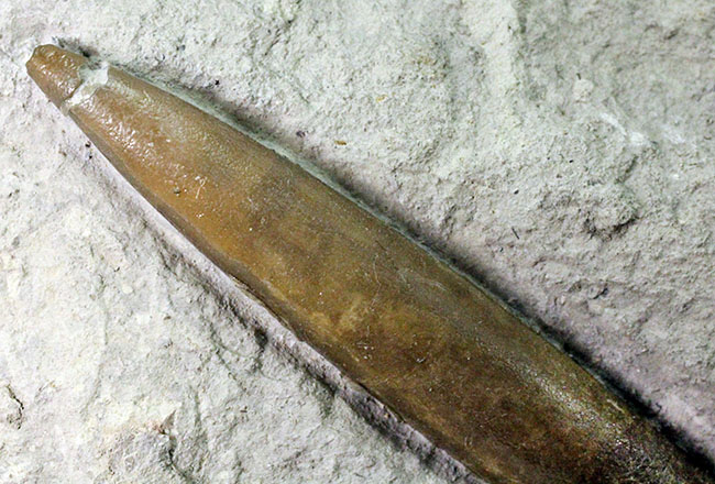 70センチもあるベレムナイトだった可能性あり!?ジュラ紀前期のベレムナイト(Belemnite)のマルチプレート(その7)