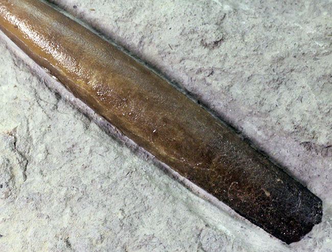 70センチもあるベレムナイトだった可能性あり!?ジュラ紀前期のベレムナイト(Belemnite)のマルチプレート(その8)
