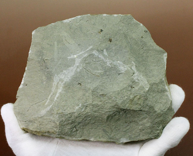 70センチもあるベレムナイトだった可能性あり!?ジュラ紀前期のベレムナイト(Belemnite)のマルチプレート(その9)