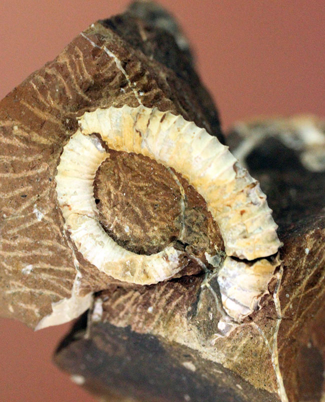 北海道中川郡中川町産異常巻きアンモナイト、スカラリテス(Scalarites sp.)(その2)