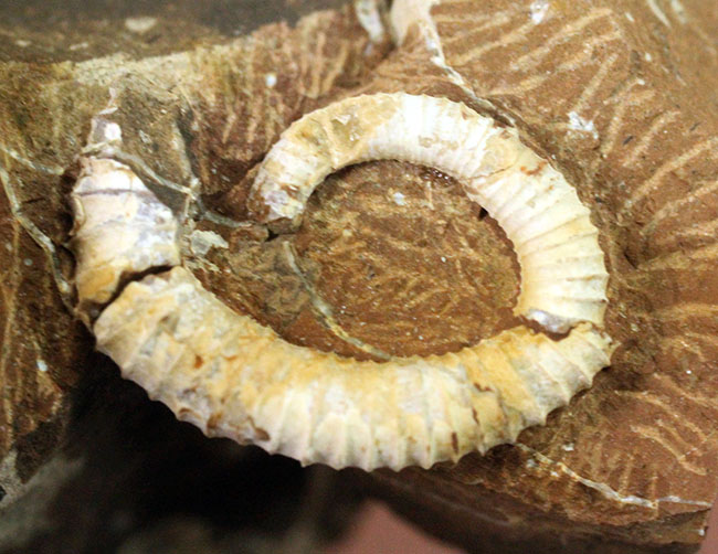 北海道中川郡中川町産異常巻きアンモナイト、スカラリテス(Scalarites sp.)(その7)