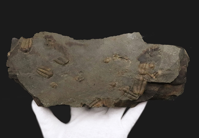 15体！最も原始的な三葉虫の一つ、チェコ・インツェ産のアイレス三