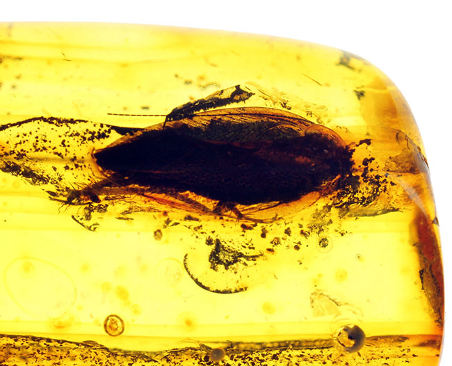 はっきりとゴキブリ（Blattodea）と分かる虫が内包されたバルト海産の琥珀（Amber）（その10）