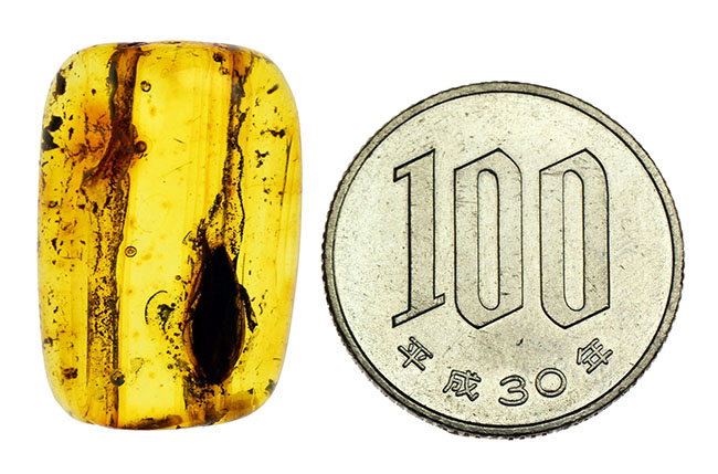 はっきりとゴキブリ（Blattodea）と分かる虫が内包されたバルト海産の琥珀（Amber）（その11）