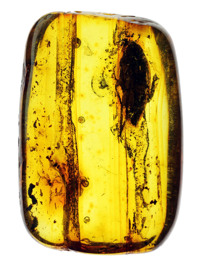 はっきりとゴキブリ（Blattodea）と分かる虫が内包されたバルト海産の琥珀（Amber）（その2）