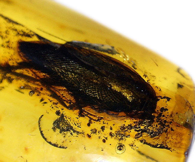 はっきりとゴキブリ（Blattodea）と分かる虫が内包されたバルト海産の琥珀（Amber）（その3）
