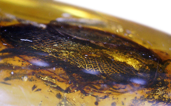 はっきりとゴキブリ（Blattodea）と分かる虫が内包されたバルト海産の琥珀（Amber）（その5）